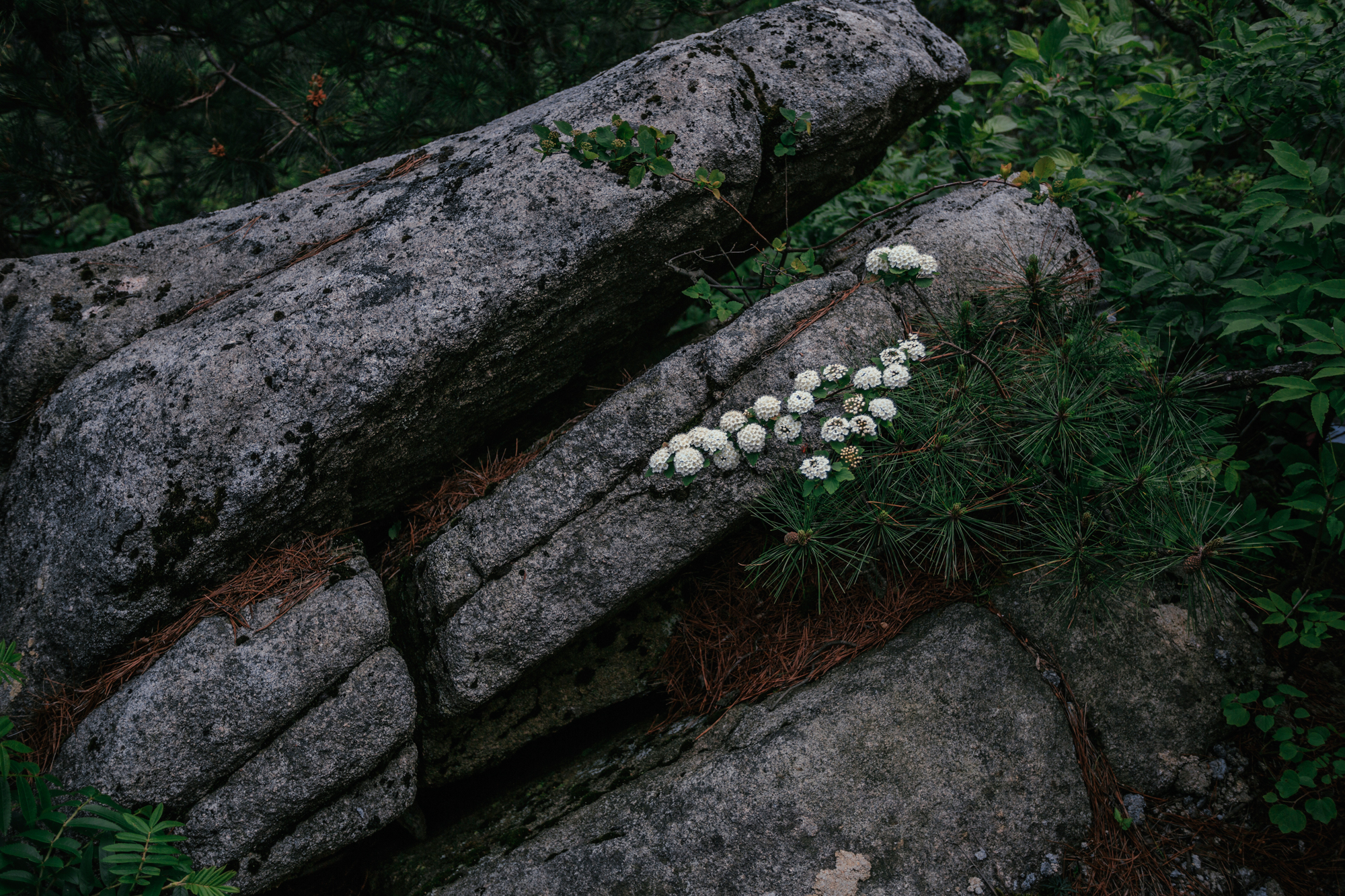 探秘大别山天堂寨的自然美景,天堂寨和大别山哪个更值得去