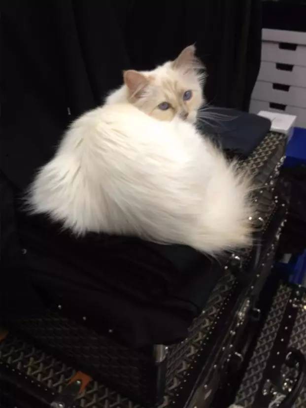 奢品牌丨Goyard，这个征服了老佛爷的奢侈品箱包鼻祖