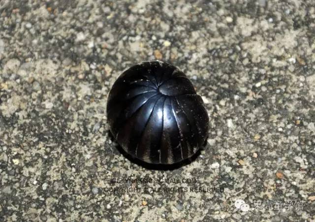 带小孩出去玩要小心一些什么虫,虫子带孩子去哪里玩比较好