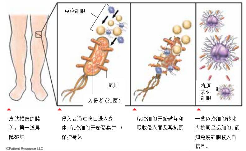 癌症免疫细胞治疗有哪些,获得诺贝尔医学奖的待遇