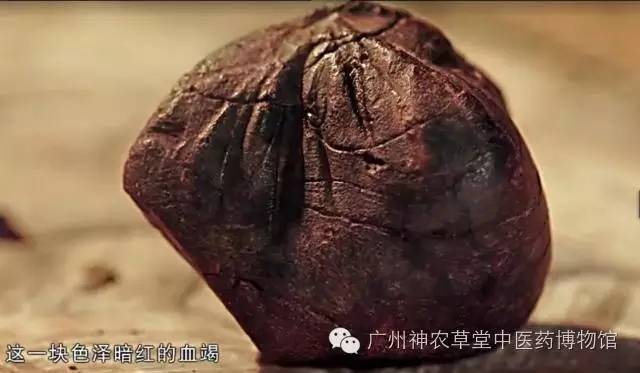 龙血竭与血竭识别,本草中国龙血竭