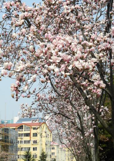 清明小长假踏青游玩赏花,清明小长假青岛