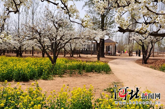 邯郸魏县梨花盛开,河北魏县万亩梨花等你来