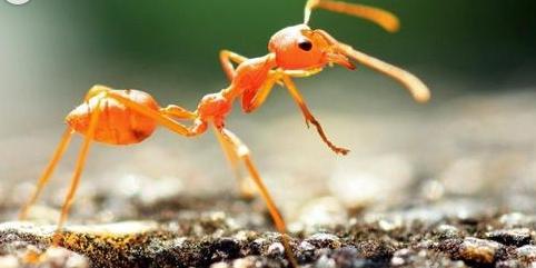 小蚂蚁变成蚁后生宝宝的过程,蚂蚁变蚁后