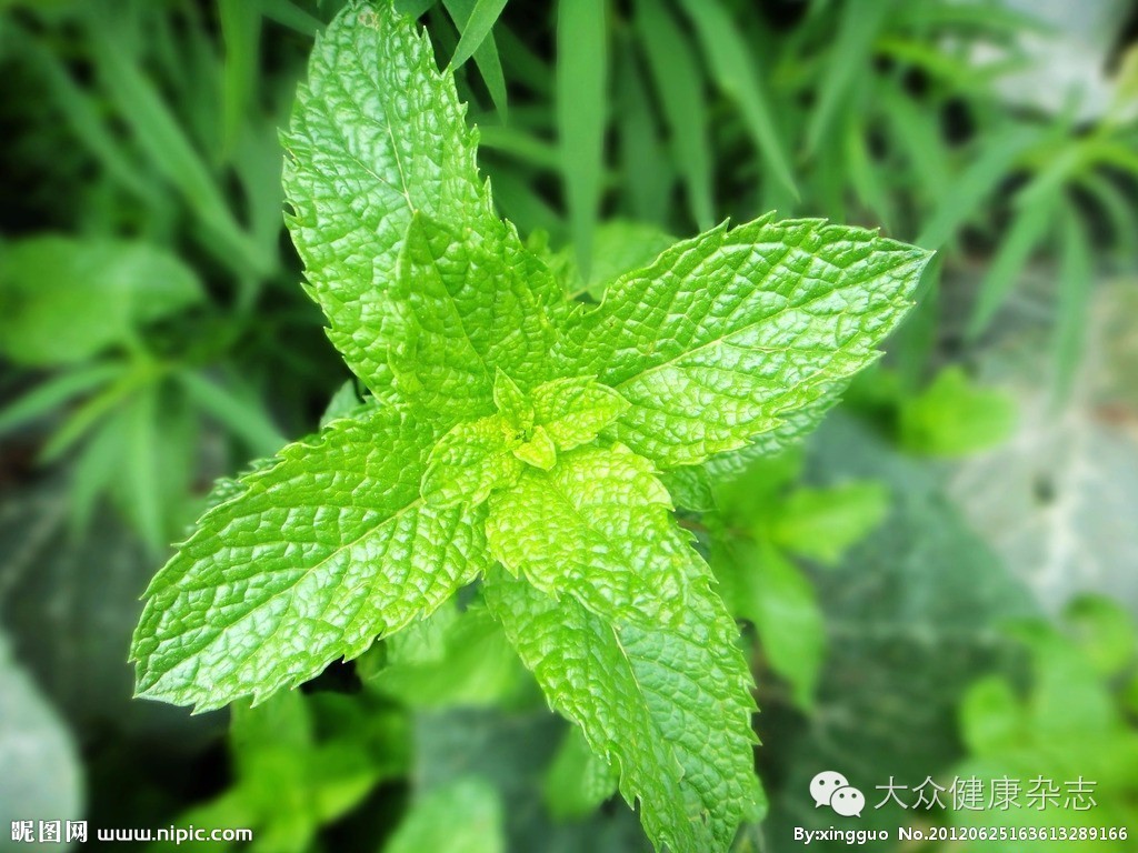 薄荷香味的中药有哪些,薄荷芳香的中草药