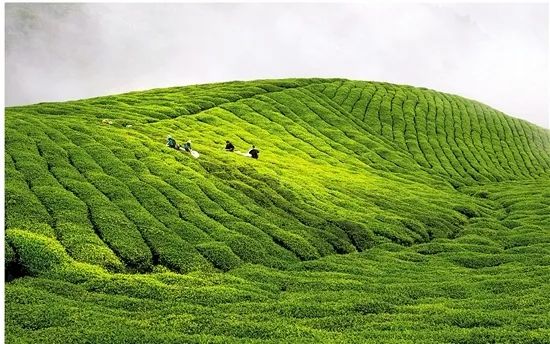 会稽之巅,东阳市婺州东白茶开采节
