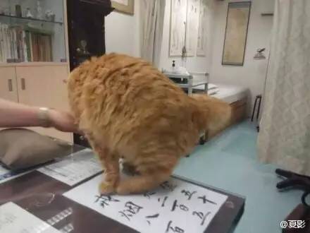 看魔兽视频,去看魔兽电影