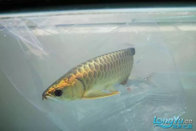 一招教你选龙鱼,龙鱼饲养经验交流