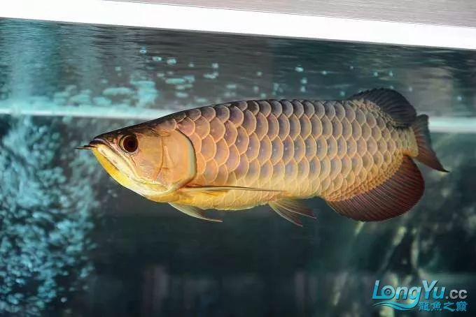 一招教你选龙鱼,龙鱼饲养经验交流