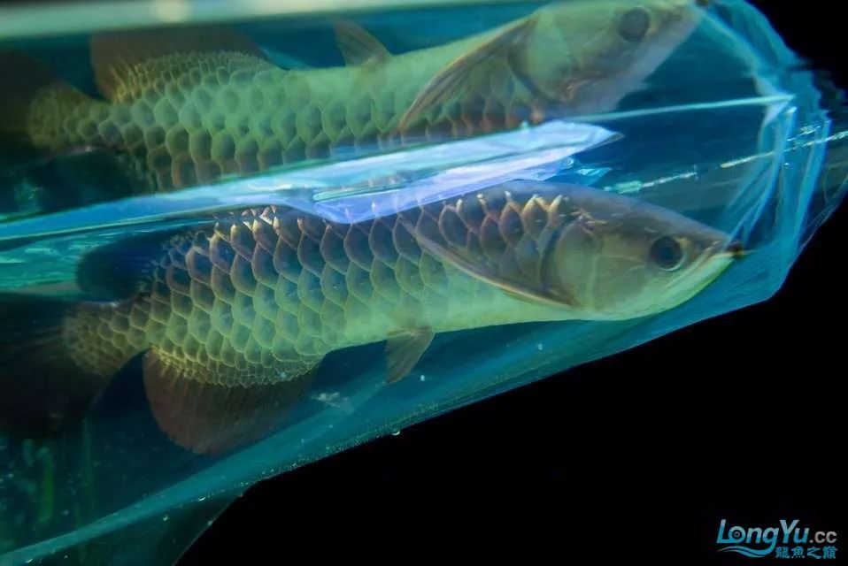 一招教你选龙鱼,龙鱼饲养经验交流