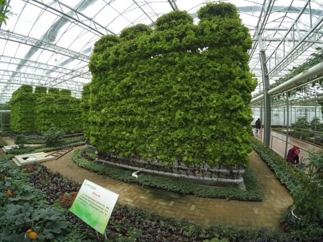 带上小蚁运动相机游潍坊（三）寿光菜博会