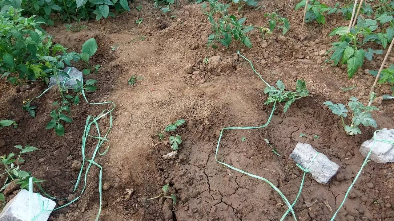 电脑里偷菜的游戏玩过的来集合,真实的偷菜游戏