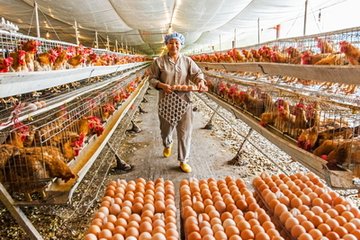 家禽养殖业模式是什么,生鲜家禽销售的痛点