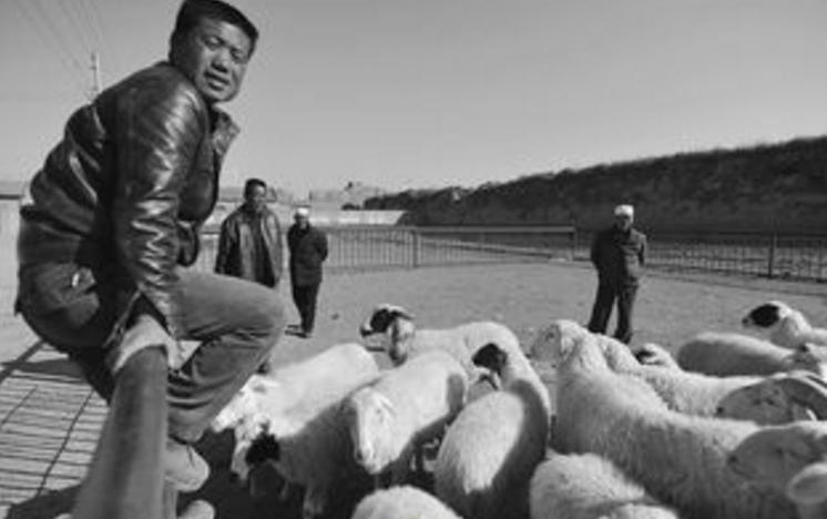 买牛羊防骗实用小指南,买牧草被骗怎么办