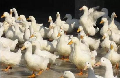 养殖鸭子赚钱周期是多久,养鸭子的利润怎么算