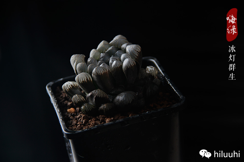 冰灯玉露多肉介绍,多肉冰灯玉露多长时间爆盆