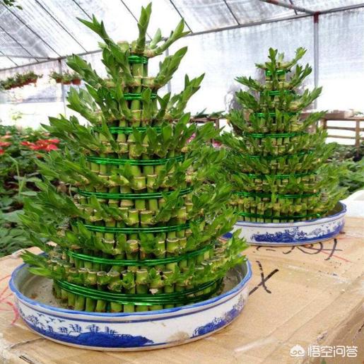 水培盆栽植物栽种方法视频,水培盆怎么种植绿植