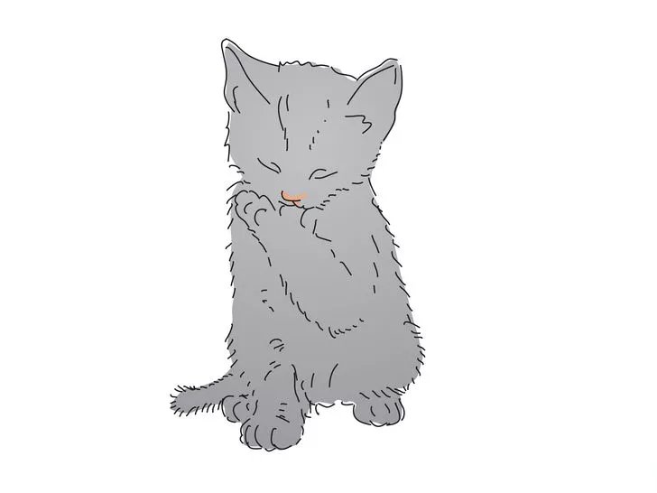 怎么识别小猫多大,怎么分辨小猫猫的性别