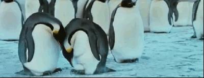 5个不为人知的动物界冷知识,十个你不知道的动物界冷知识