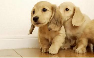 怎么养狗狗不上床睡觉,狗狗厌食不吃狗粮