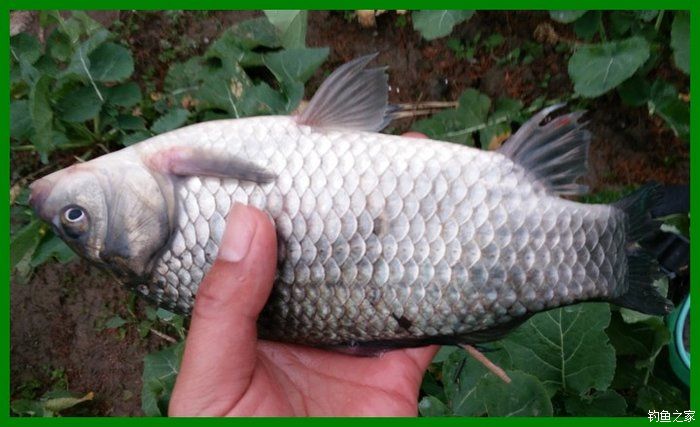 大鲫鱼大鱼,大鲫鱼大鲤鱼