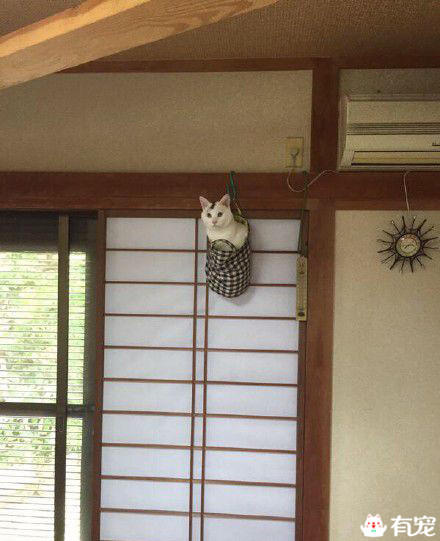 猫咪偷电怎么办 (猫咪偷电)