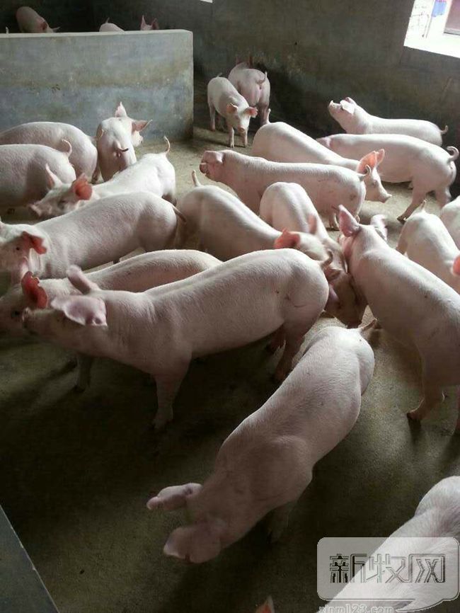 正大康地和康地对比,正大康地营养科技