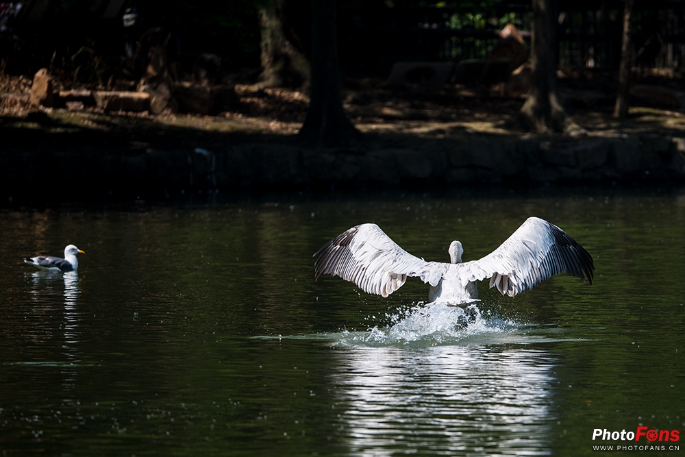 尼康180-400定焦镜头评测,尼康超长焦100-400和180-600