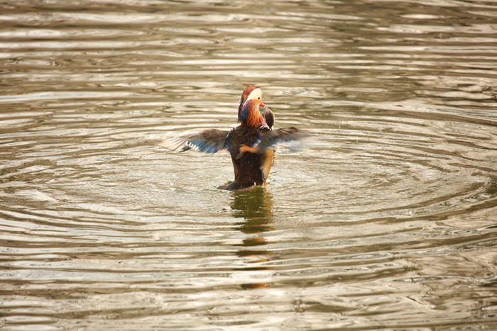 腾龙超长焦,腾龙超长焦镜头推荐