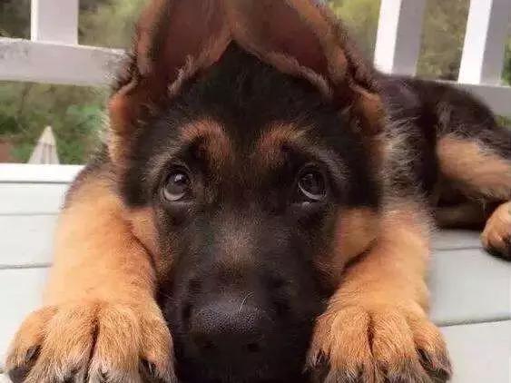 德牧一个礼拜不洗澡就臭,德牧洗澡后身上有臭味怎么办