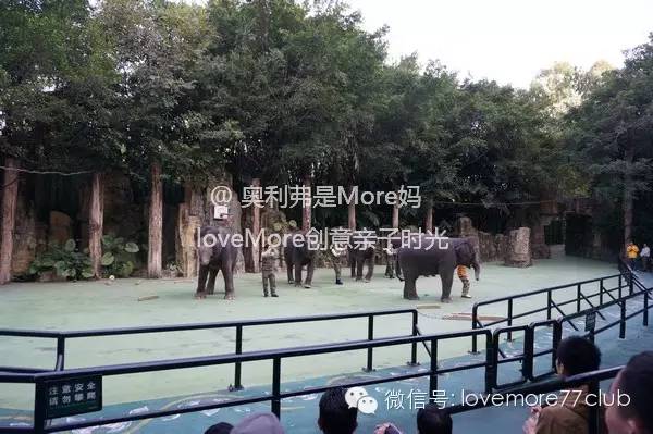 一日游广州长隆野生动物园攻略,广州长隆野生动物园自由行攻略