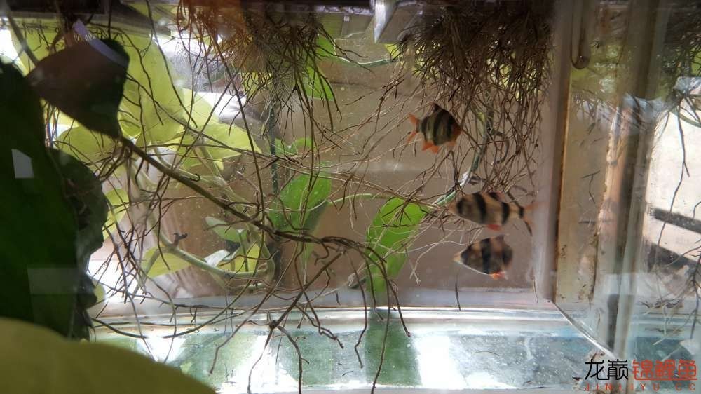 子母生态缸丨庭院深，深，深几许？