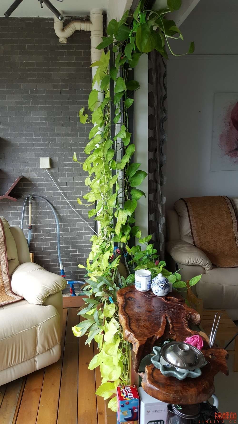 子母生态缸丨庭院深，深，深几许？