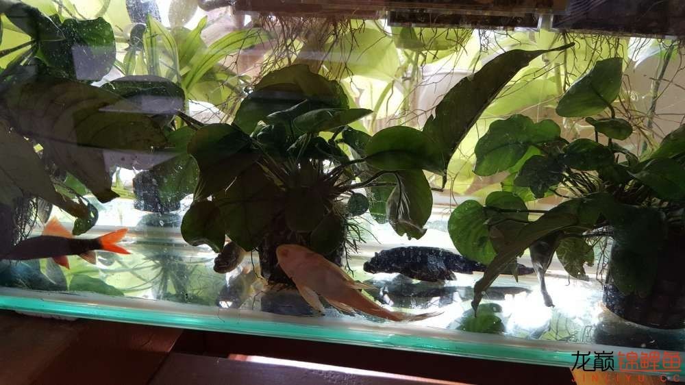 子母生态缸丨庭院深，深，深几许？