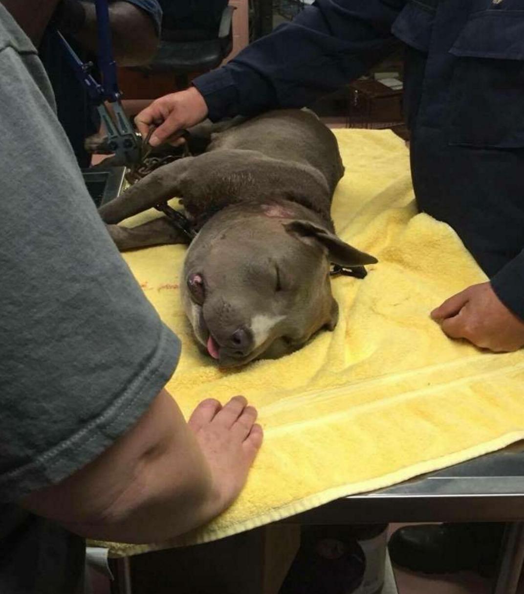 狗狗头被打肿了,狗狗鼻子被蜜蜂叮肿了视频