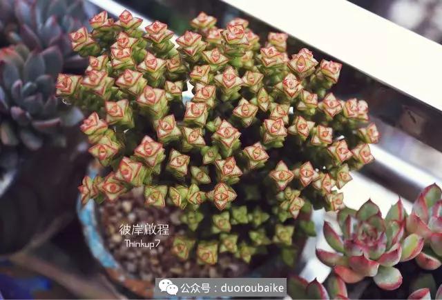 肉肉养在露台夏季要遮阳吗,露养夏天也不遮阳吗