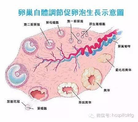 试管婴儿好的医院,试管婴儿的成功率大吗