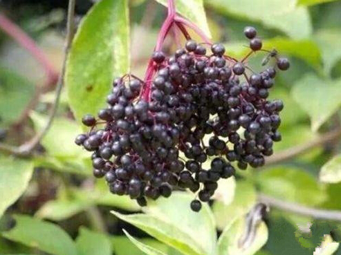 小心这几种食物不能经常吃,专家告诫十种食物不能多吃