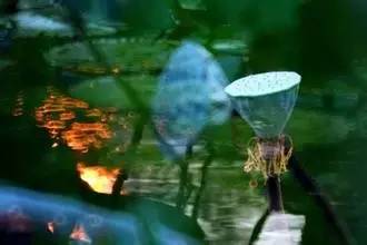 古诗中的鱼诗句,古诗鱼儿