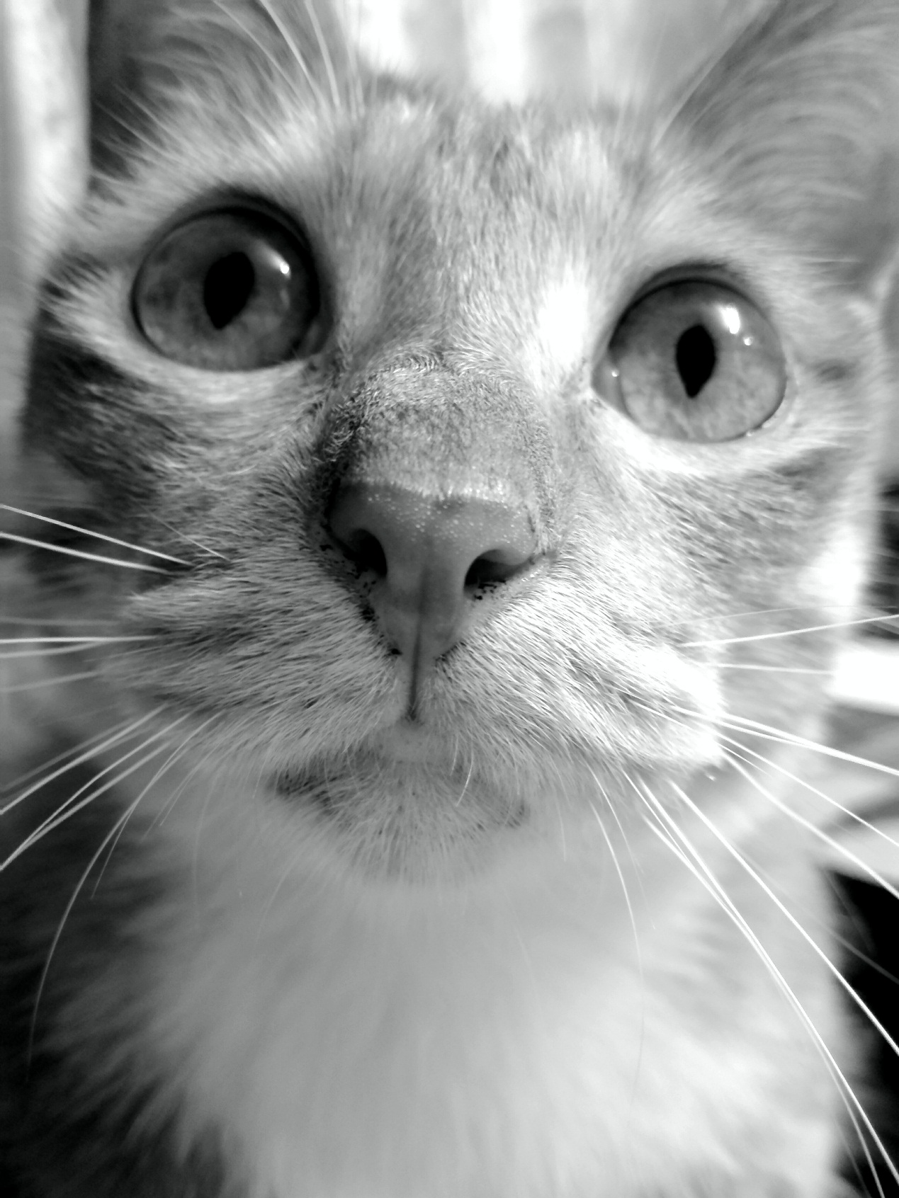 荣耀畅玩5和5c,同档位手机