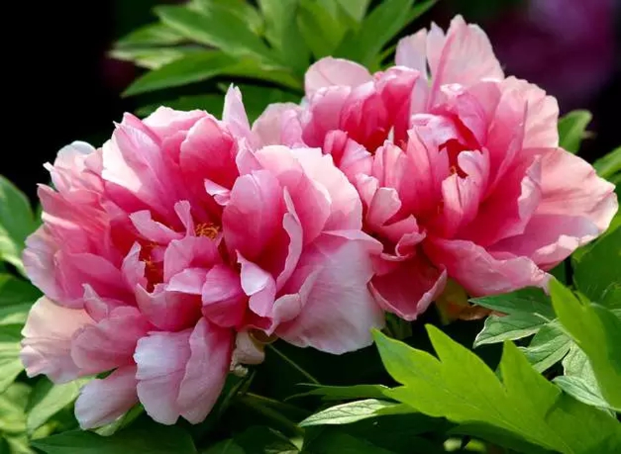 汉字的读音之美,汉字美的偏旁