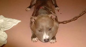 狗狗头部肿眼睁不开怎么回事,狗脑袋突然肿大