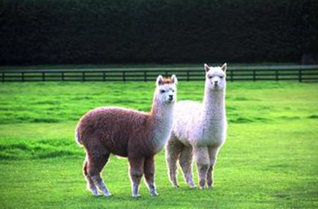 大洋洲巴布亚新几内亚华人多少,大洋洲华人哪个省人最多