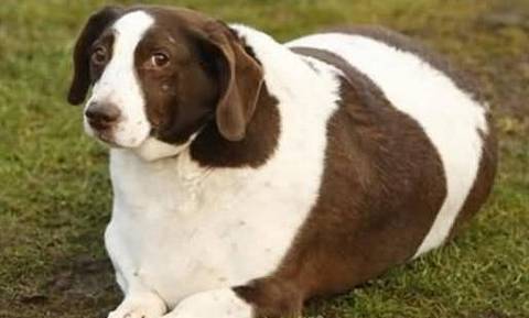 比狗粮还好的东西,比狗粮更好的选择