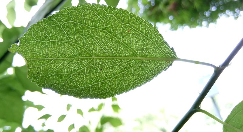 乐视手机2为什么被称为超级手机,乐视2和乐视2pro区别