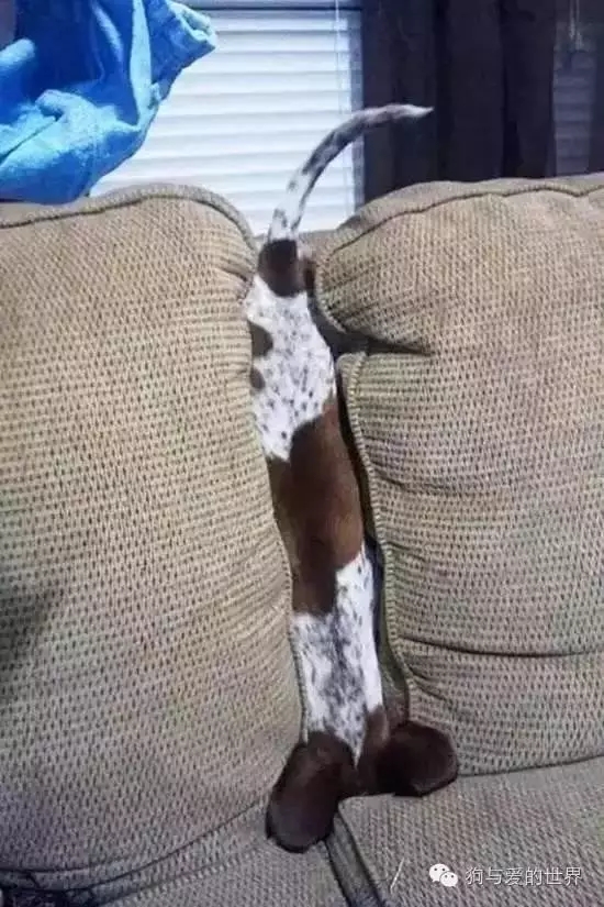 狗狗蠢萌和酷炫,狗狗蠢萌瞬间