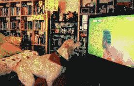 [装X攻略]一秒变球场“大神”——欧洲杯“伪球迷”速成宝典