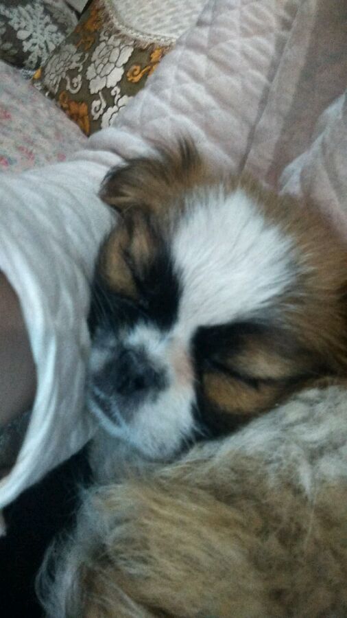 狗狗捡垃圾桶骨头吃被教训,狗捡垃圾吃被告状