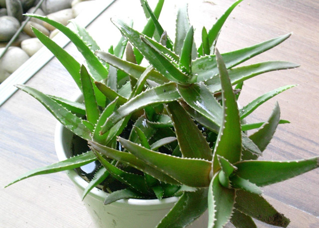 库拉索芦荟养殖方法,芦荟的养殖方法和注意事项