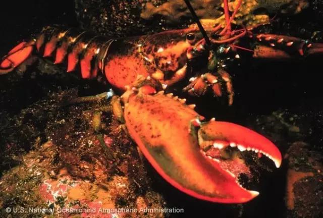 波士顿龙虾美食,波士顿龙虾高端食材